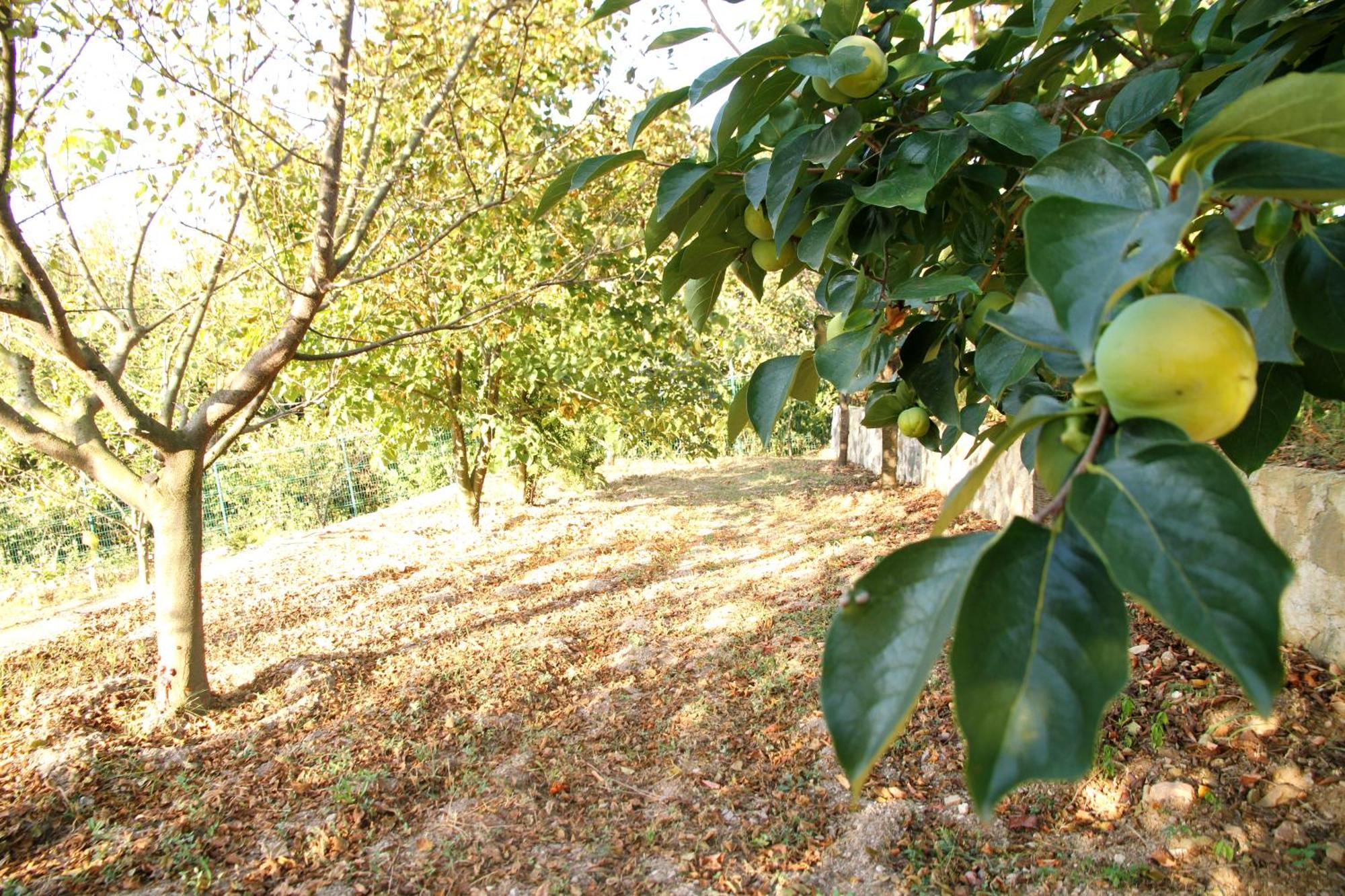 Bizim Ev Villa Sapanca Luaran gambar